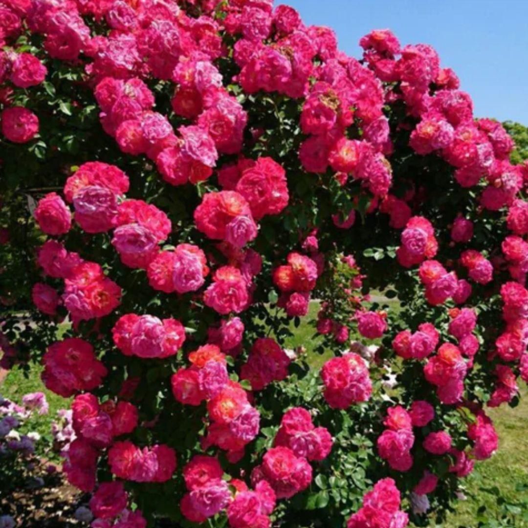 Elegant Climbing Rose Flower Seeds [63% OFF]